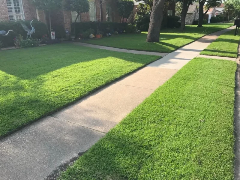 Front lawn and sidewalk sod installation: project view, view 1