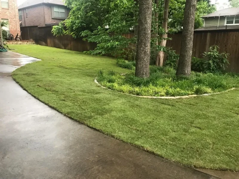Driveway and tree ring lawn restoration: new sod, view 3