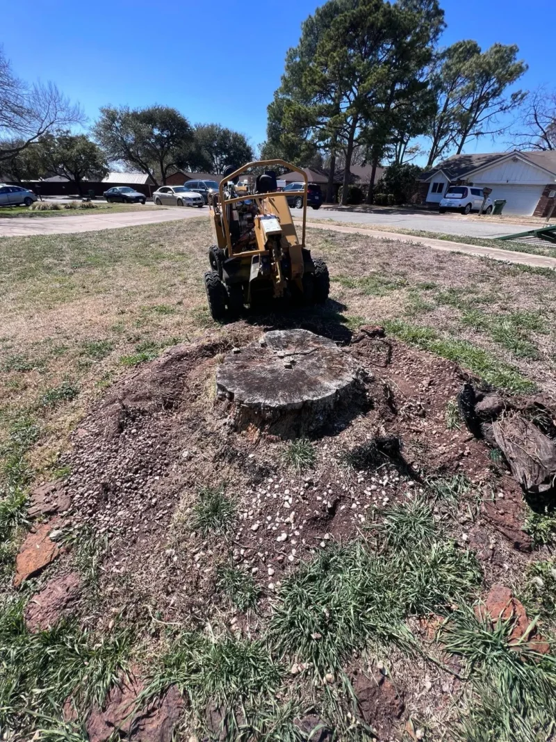 Front yard stump grinding: before grinding, view 1