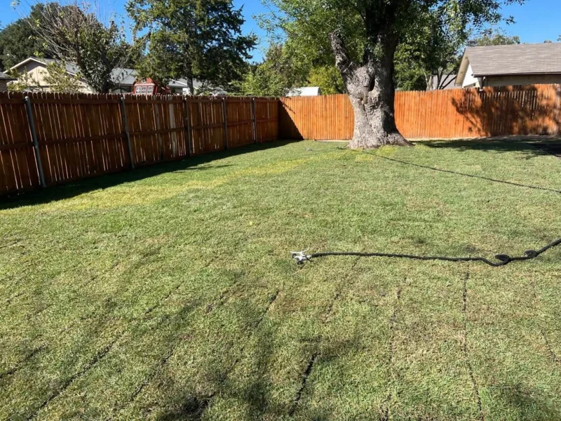 Backyard sod around mature tree