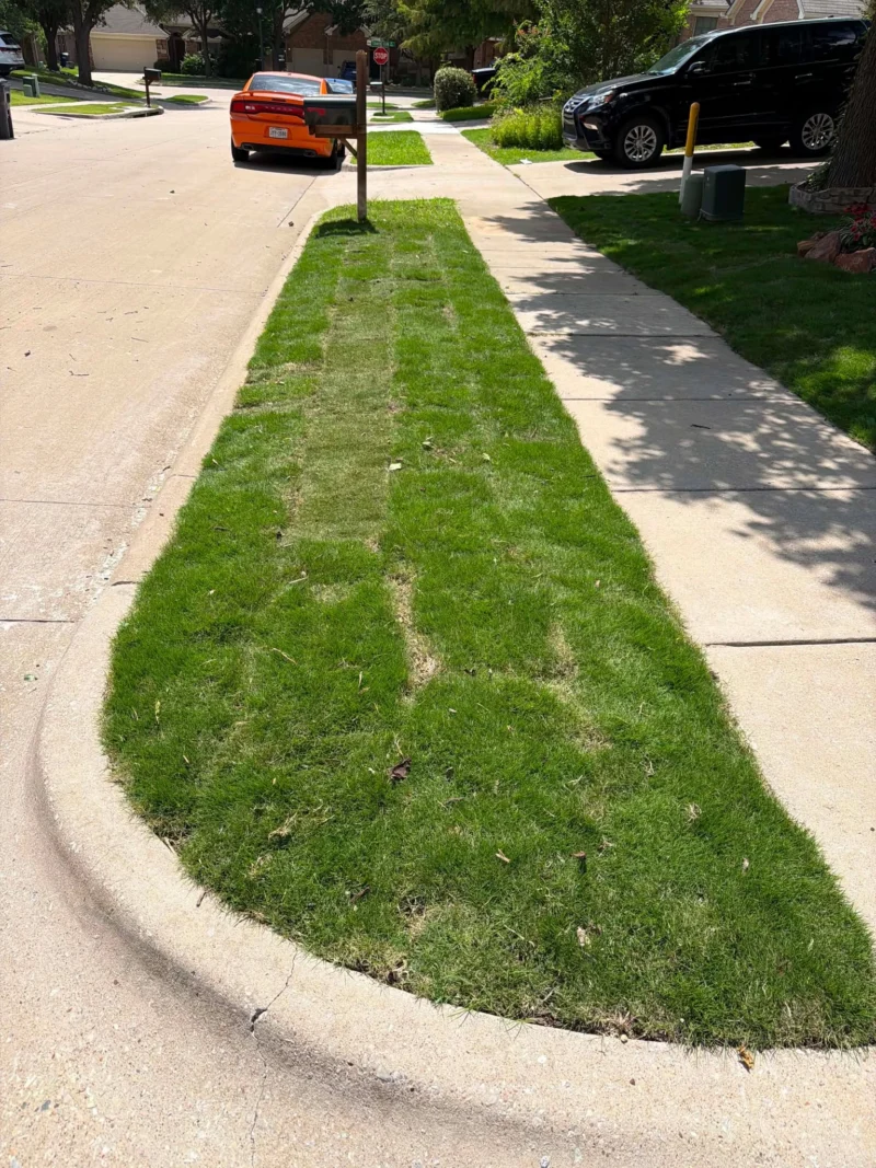 New sod along the curb and sidewalk