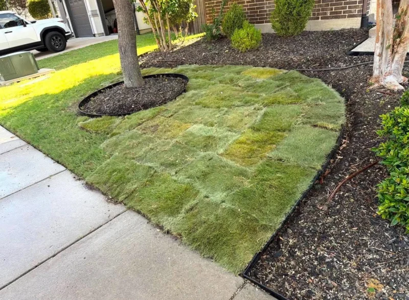 New sod fitted around curved planting beds and a tree ring