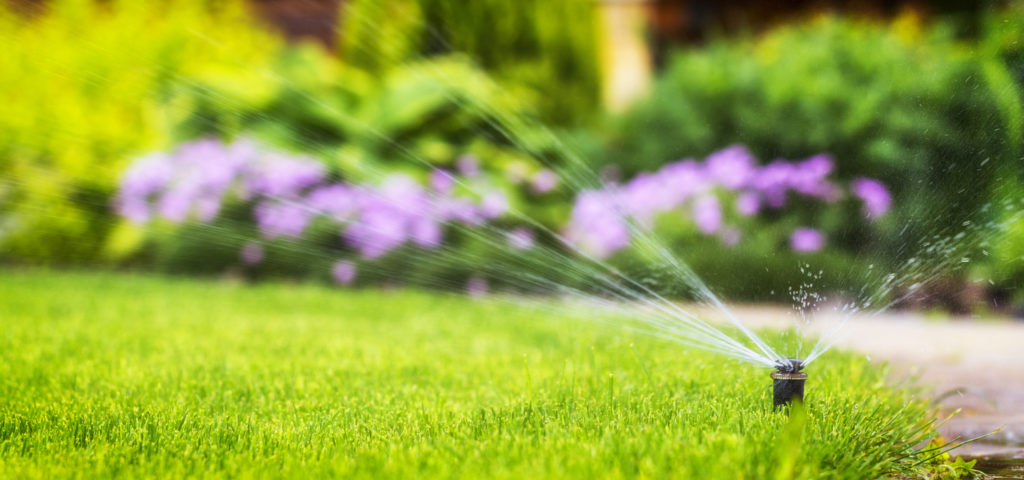 sod installation watering