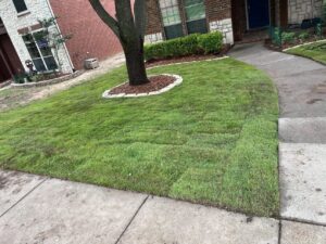 Freshly installed sod around a front yard tree ring and walkway